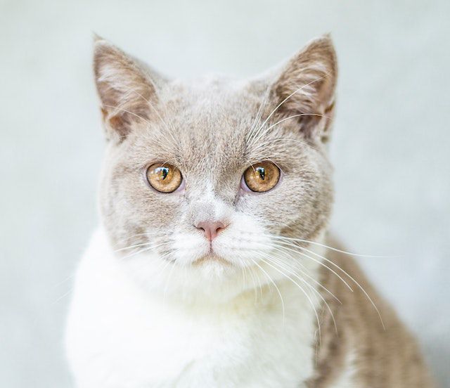 Arthrose bei Katzen – Natürliche Behandlungswege für Gelenkprobleme